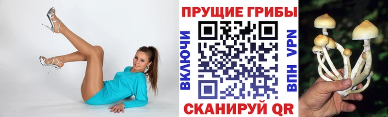 Псилоцибиновые грибы Cubensis  закладки  Сосновка 